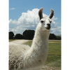 lama, alpaca, alpaca love, gift
