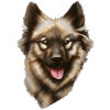 Eurasian dog