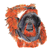 Orange Orangutan Scratching Head
