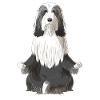 Bearded Collie Dog meditate