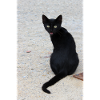 Chat noir
