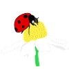 Ladybug lucky daisies