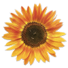 Sunflower with bees