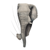 Elefante elefante elefante elefante regalo