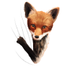 Renard renard cadeau d'amant de renard
