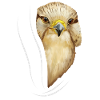 Falcon falcon falconry falconer gave fugl