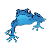 Poison dart frog design / gift