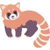 Red panda