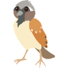 Spatz