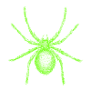 Spinne