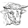 bull's head