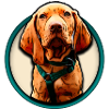 Vizsla