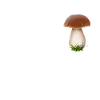 Boletus cèpes Cueillettes cueillettes champignons