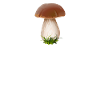 Boletus boletus setas recoger setas recolector de setas