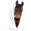 Cadeau d'amant de cheval cavalier