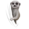 Erdmännchen Erdmännchenliebhaber Geschenk