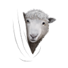Sheep sheep lover gift