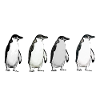 Abbey Road Penguins