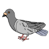 pigeon