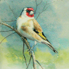 Thistlefinch Stieglitz painted