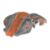 Peruvian guinea pig