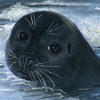 seal sea animal