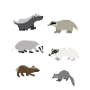 Badgers Of The World