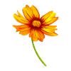 fleur