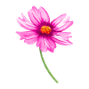 fleur