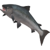3D Wild Salmon