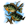 Bluegill Illustration Angeln Pullover Design