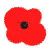 Poppy flower