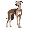 Greyhound, galgo, greyhounds