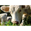 Affiche vache