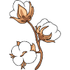 Blooming cotton