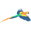parrot