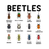 Beetles