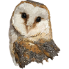 Barn owl
