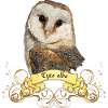 Barn owl