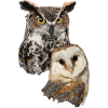 Barn Owl and American Owl