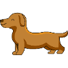 Dog dachshund