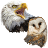 Barn Owl and American Pigago