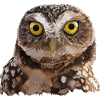 Burrowing Owl