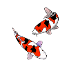 Koi carps
