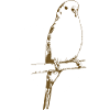 Pinson doux sur cœur