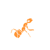 ant
