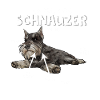 Schnauzer dog