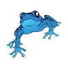 Poison dart frog from the rain forest blue dart frog