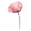 fleur