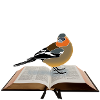 Chaffinch on book